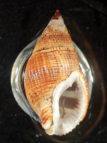 Nassarius siquijorensis, 2024-10-17