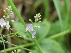 Veronica urticifolia