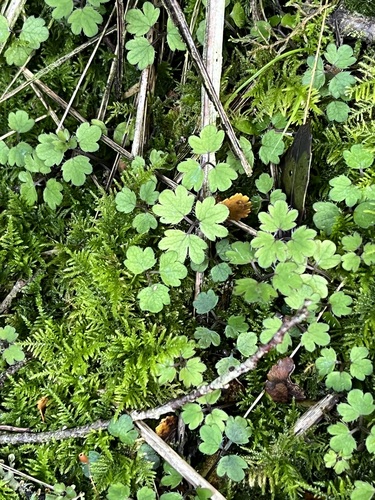 Ranunculus reflexus observed 2024-10-18