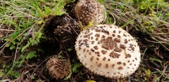 Amanita australis