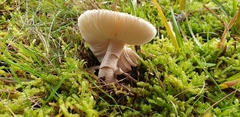 Amanita australis