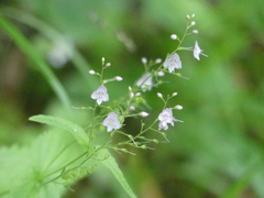 Veronica urticifolia