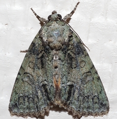 Polyphaenis sericata