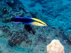 Cleaner Wrasse photo 3