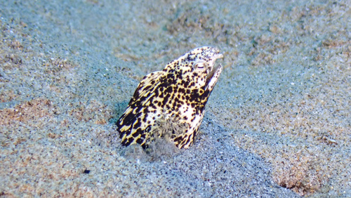 Callechelys marmorata, 2024-11-06