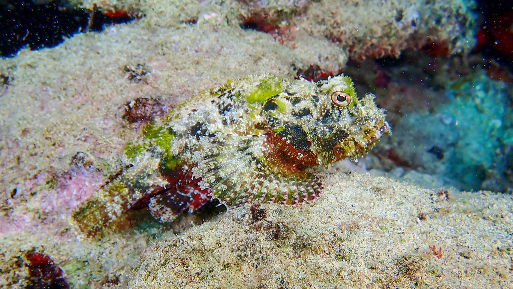 Bigmouth Scorpionfish