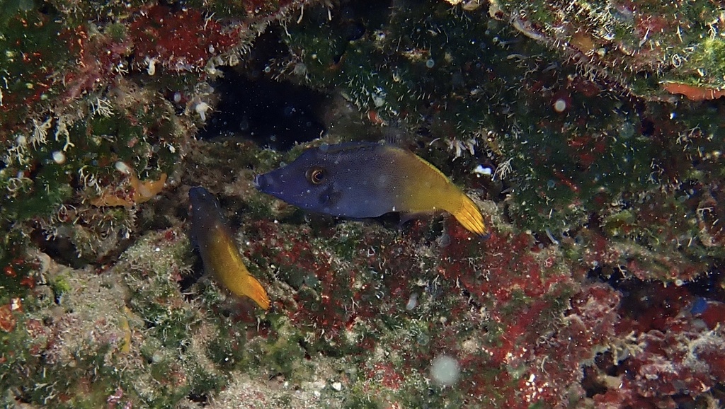 Orangetail filefish
