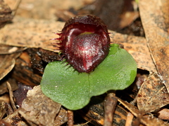 Corybas fimbriatus