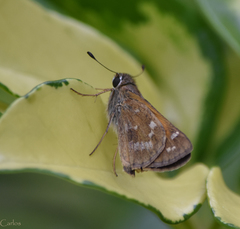 Atalopedes campestris huron
