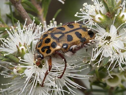 Punctate Flower Chafer photo 5