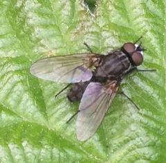 Diptera