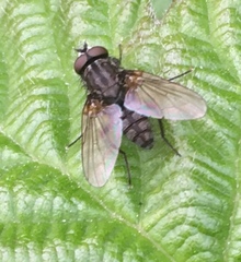 Diptera