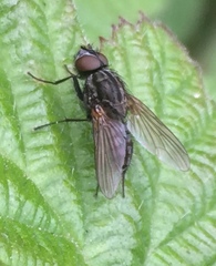 Diptera