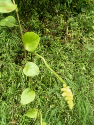 Basella alba
