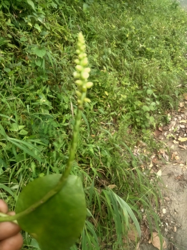 Basella alba