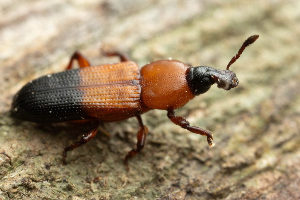 Cossonus platynotus