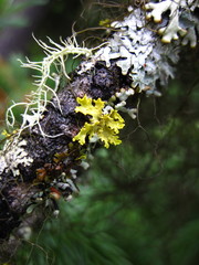 Vulpicida canadensis