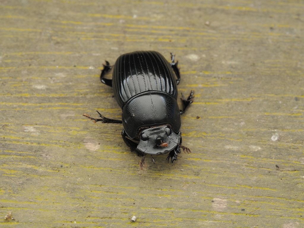 Copris agnus