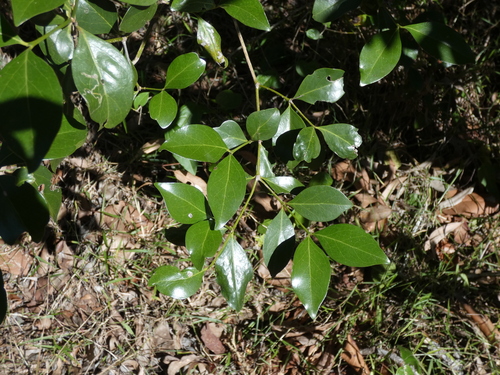 alahe'e (Psydrax odorata)