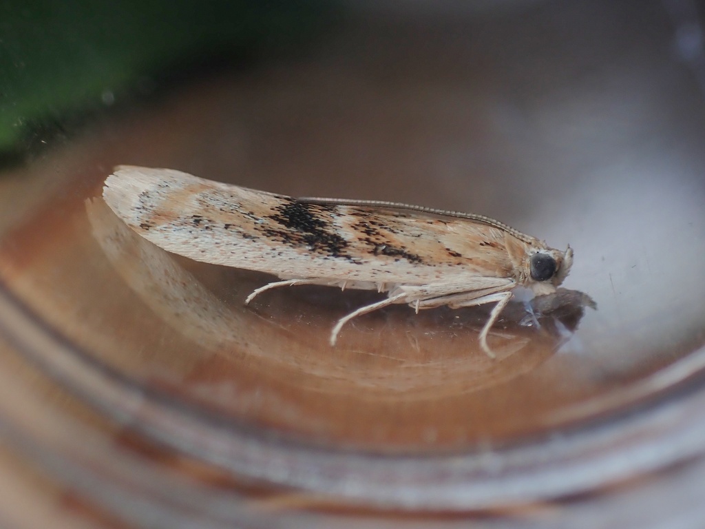 Ancylosis nubeculella