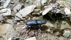 Lucanus cervus