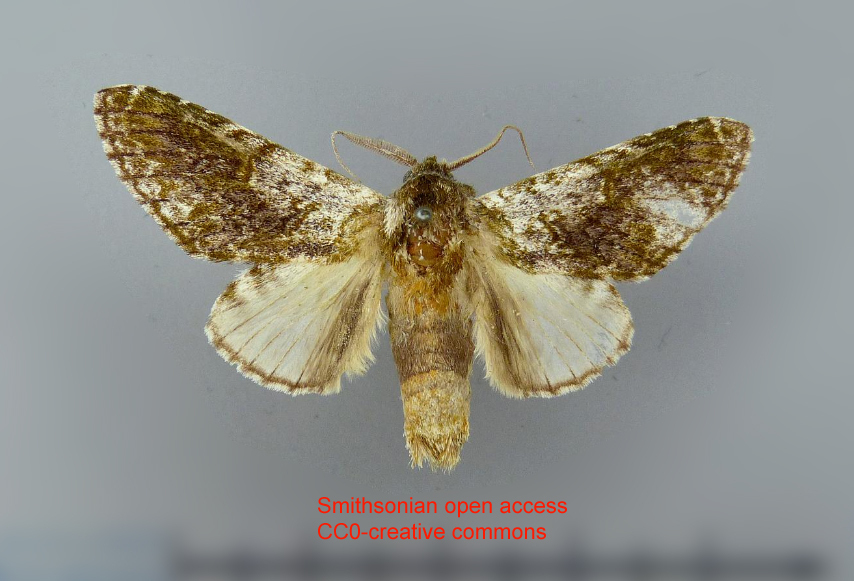 Macrurocampa atrax