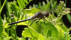 Leucorrhinia frigida