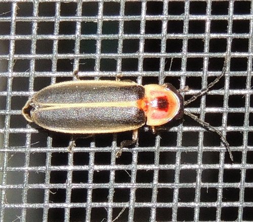 Common Eastern Firefly, photo 3 of 10