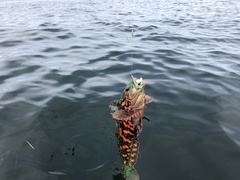 Hexagrammos lagocephalus