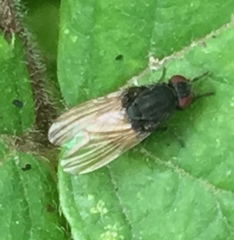 Minettia longipennis