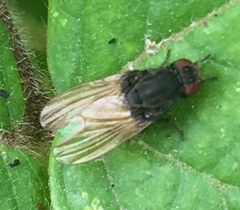 Minettia longipennis