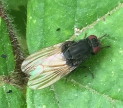 Minettia longipennis