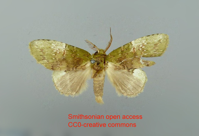 Disphragisella delecta