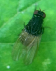 Minettia longipennis