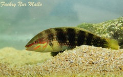 Schwatz's Wrasse photo 4