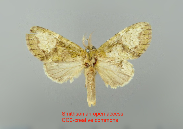Disphragisella epona