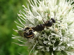 Hylaeus hyalinatus