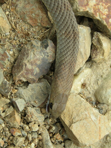 Eastern Brown Snake sighting