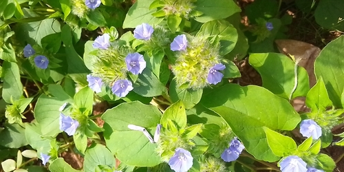 Hairy cluster-vine