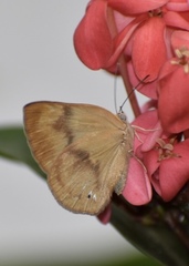 Theope publius publius