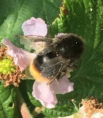 Bombus lapidarius