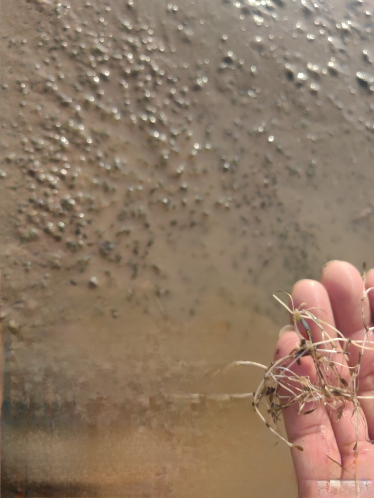 Oceans Turf Example Ocean turf grass in November 2024 by jackyzfy · iNaturalist