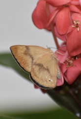 Theope publius publius