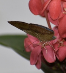 Theope publius publius