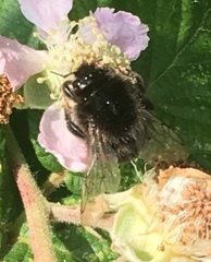 Bombus lapidarius