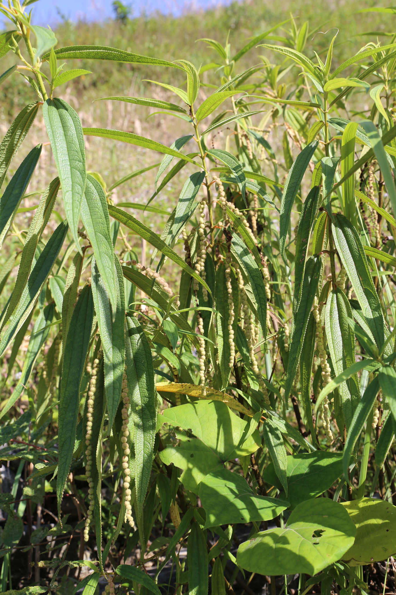 Boehmeria penduliflora (Boehmeria penduliflora)