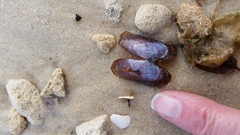Hiatula