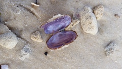Hiatula