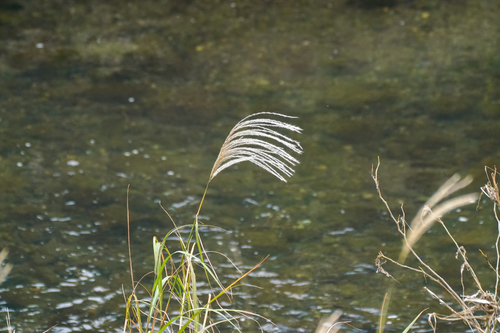 Image of Miscanthus sacchariflorus by (c) WATANABE Hitoshi 渡辺仁, some rights reserved (CC BY)