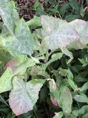 Golovinomyces sonchicola